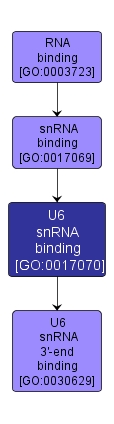 GO:0017070 - U6 snRNA binding (interactive image map)