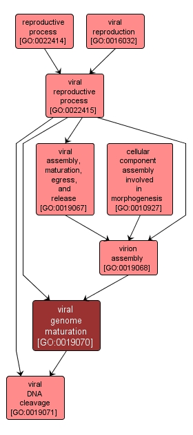 GO:0019070 - viral genome maturation (interactive image map)