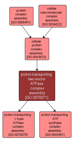 GO:0070071 - proton-transporting two-sector ATPase complex assembly (interactive image map)