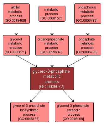 glycerol 3 phosphate. GO:0006072 - glycerol-3-phosphate metabolic process (interactive image map)