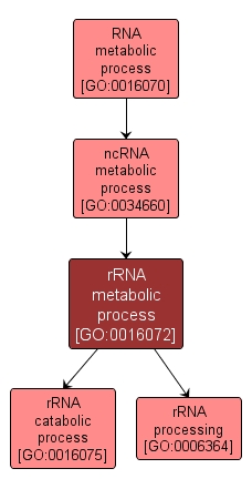 GO:0016072 - rRNA metabolic process (interactive image map)