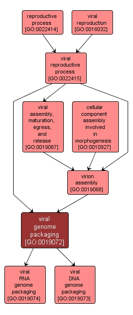 GO:0019072 - viral genome packaging (interactive image map)