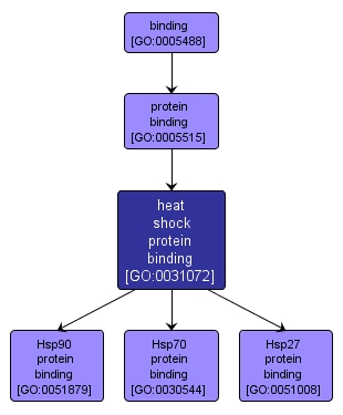 GO:0031072 - heat shock protein binding (interactive image map)
