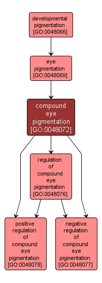 GO:0048072 - compound eye pigmentation (interactive image map)