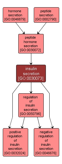 GO:0030073 - insulin secretion (interactive image map)