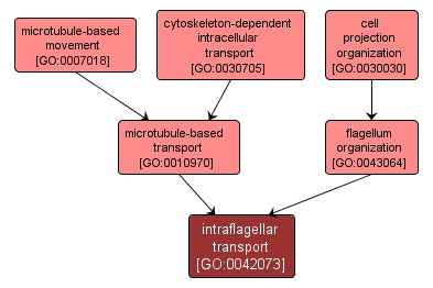 GO:0042073 - intraflagellar transport (interactive image map)
