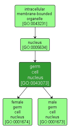GO:0043073 - germ cell nucleus (interactive image map)