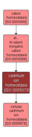 GO:0055073 - cadmium ion homeostasis (interactive image map)