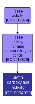 GO:0004075 - biotin carboxylase activity (interactive image map)