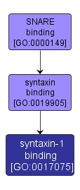 GO:0017075 - syntaxin-1 binding (interactive image map)