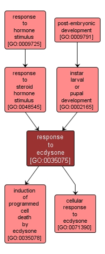 GO:0035075 - response to ecdysone (interactive image map)