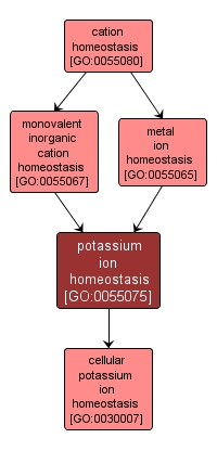 GO:0055075 - potassium ion homeostasis (interactive image map)