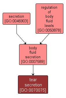 GO:0070075 - tear secretion (interactive image map)