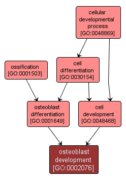 GO:0002076 - osteoblast development (interactive image map)