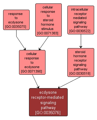 GO:0035076 - ecdysone receptor-mediated signaling pathway (interactive image map)