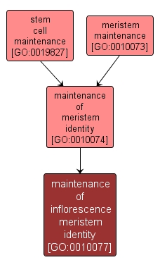 GO:0010077 - maintenance of inflorescence meristem identity (interactive image map)
