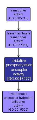 GO:0017077 - oxidative phosphorylation uncoupler activity (interactive image map)