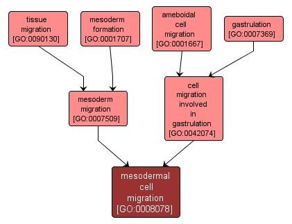 GO:0008078 - mesodermal cell migration (interactive image map)