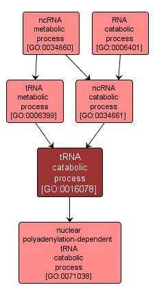 GO:0016078 - tRNA catabolic process (interactive image map)