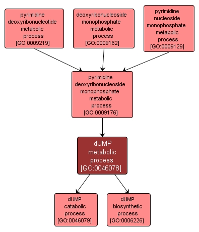 GO:0046078 - dUMP metabolic process (interactive image map)