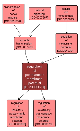 GO:0060078 - regulation of postsynaptic membrane potential (interactive image map)