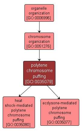 GO:0035079 - polytene chromosome puffing (interactive image map)