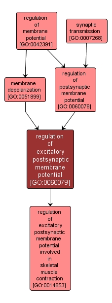 GO:0060079 - regulation of excitatory postsynaptic membrane potential (interactive image map)