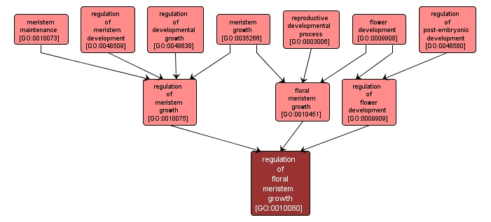 GO:0010080 - regulation of floral meristem growth (interactive image map)