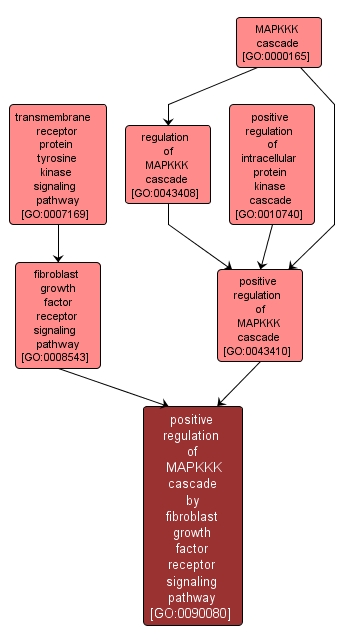 GO:0090080 - positive regulation of MAPKKK cascade by fibroblast growth factor receptor signaling pathway (interactive image map)