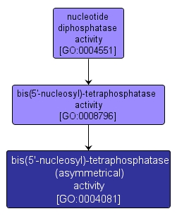 GO:0004081 - bis(5'-nucleosyl)-tetraphosphatase (asymmetrical) activity (interactive image map)