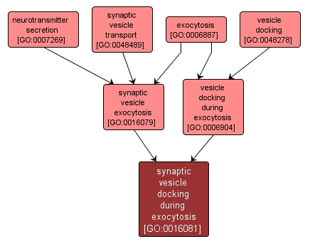 GO:0016081 - synaptic vesicle docking during exocytosis (interactive image map)
