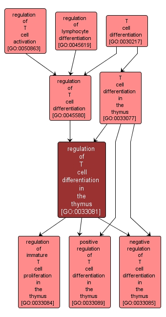 GO:0033081 - regulation of T cell differentiation in the thymus (interactive image map)