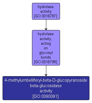 GO:0080081 - 4-methylumbelliferyl-beta-D-glucopyranoside beta-glucosidase activity (interactive image map)