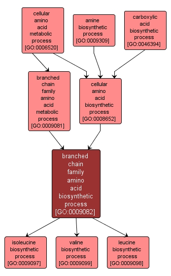 GO:0009082 - branched chain family amino acid biosynthetic process (interactive image map)