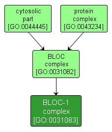 GO:0031083 - BLOC-1 complex (interactive image map)