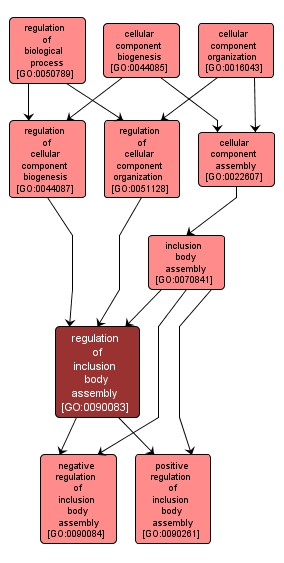 GO:0090083 - regulation of inclusion body assembly (interactive image map)