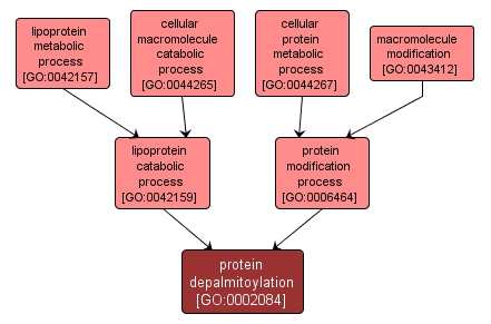 GO:0002084 - protein depalmitoylation (interactive image map)