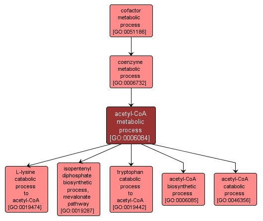 GO:0006084 - acetyl-CoA metabolic process (interactive image map)