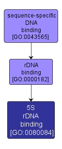 GO:0080084 - 5S rDNA binding (interactive image map)