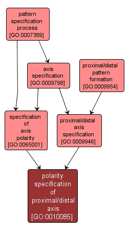 GO:0010085 - polarity specification of proximal/distal axis (interactive image map)