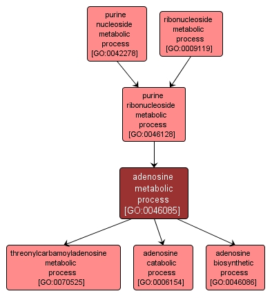 GO:0046085 - adenosine metabolic process (interactive image map)