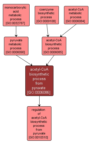 GO:0006086 - acetyl-CoA biosynthetic process from pyruvate (interactive image map)