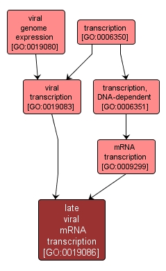 GO:0019086 - late viral mRNA transcription (interactive image map)