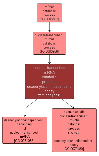 GO:0031086 - nuclear-transcribed mRNA catabolic process, deadenylation-independent decay (interactive image map)