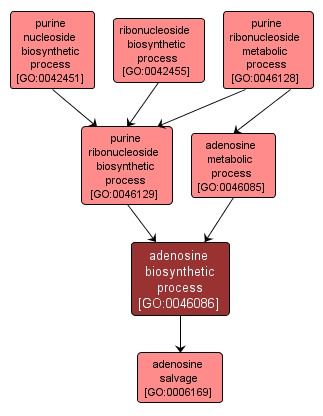 GO:0046086 - adenosine biosynthetic process (interactive image map)