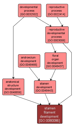 GO:0080086 - stamen filament development (interactive image map)