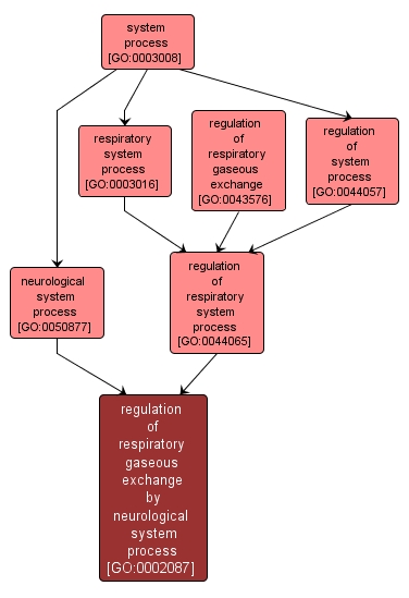 GO:0002087 - regulation of respiratory gaseous exchange by neurological system process (interactive image map)