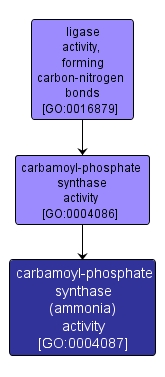 GO:0004087 - carbamoyl-phosphate synthase (ammonia) activity (interactive image map)