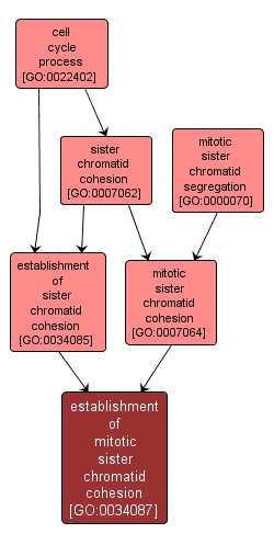 GO:0034087 - establishment of mitotic sister chromatid cohesion (interactive image map)