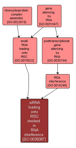 GO:0035087 - siRNA loading onto RISC involved in RNA interference (interactive image map)